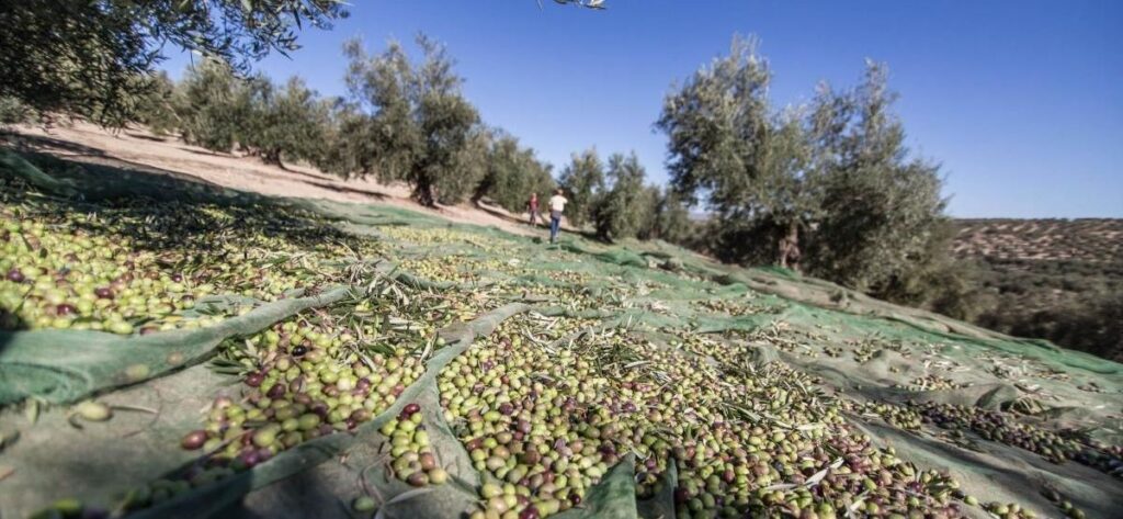 Temporeros de Aceitunas